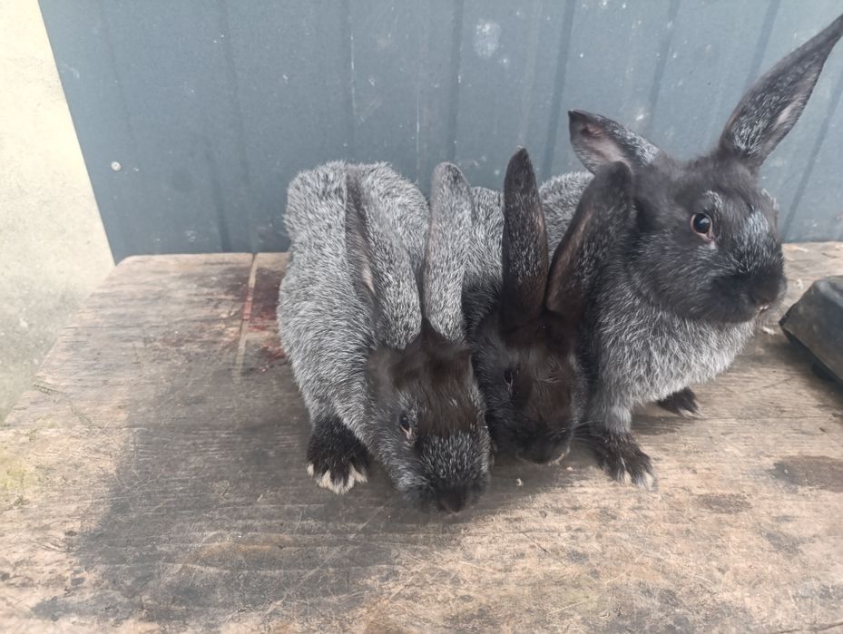 Продаю кролі полтавське срібло