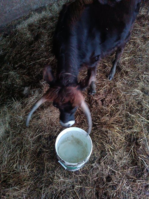 Vitelo e vitela marones puros