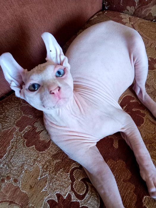Різноокий хлопчик єльф