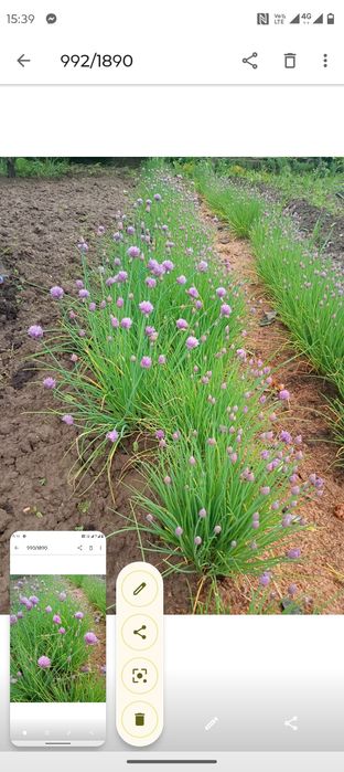 Цибуля шніт розсада