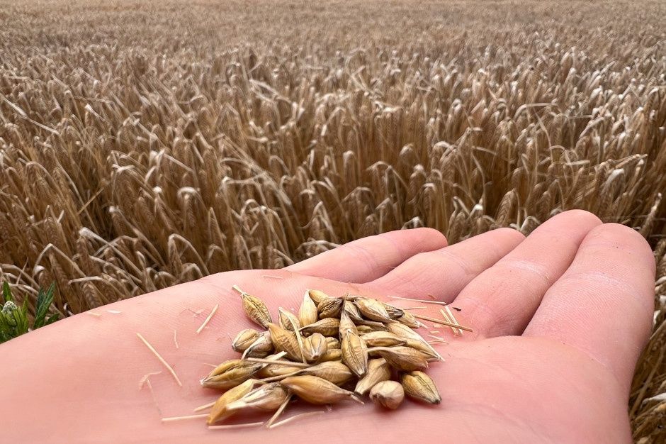 Jęczmień Jary - Super Jakość