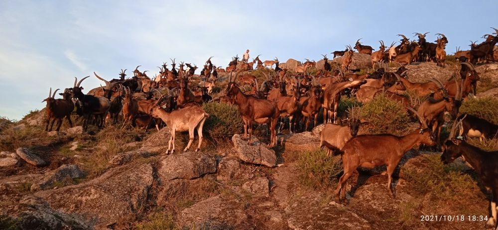 Vendo 50 cabras de raça bravia