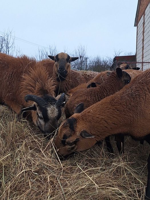 owce i barany kameruńskie
