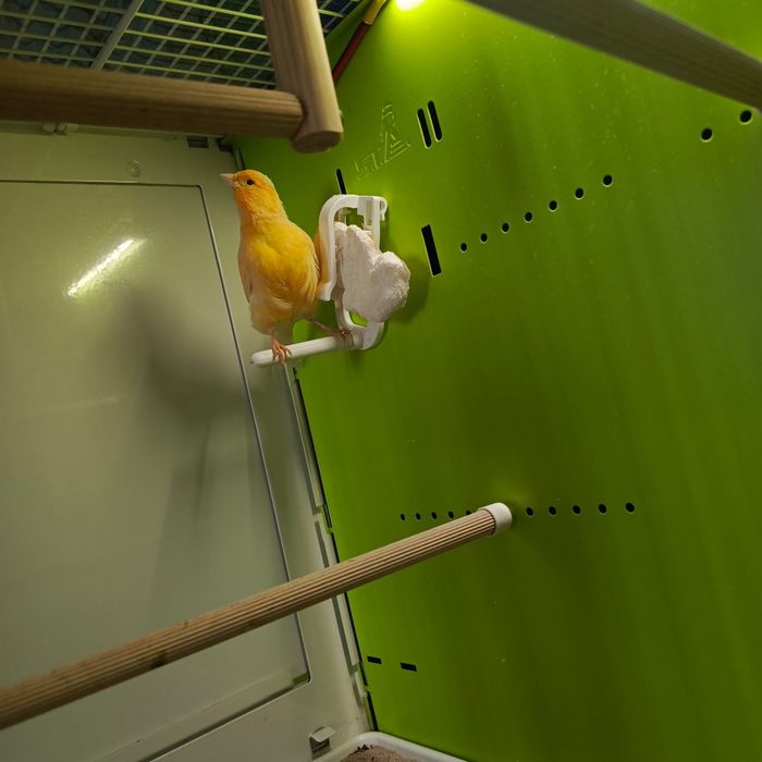 Kanarek samiczka kolorowa