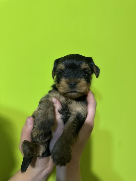 Йорк стандарт від елітних батьків