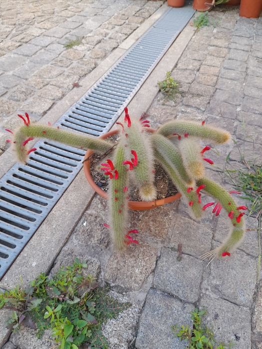 Catos e suculentas
