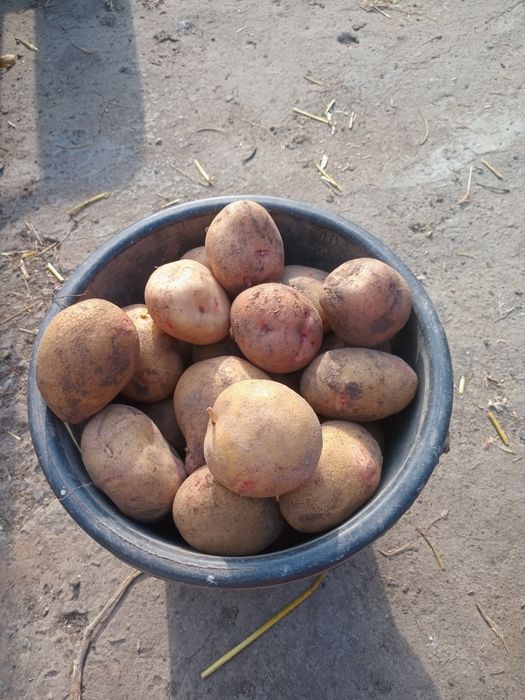Продам харчову картоплю