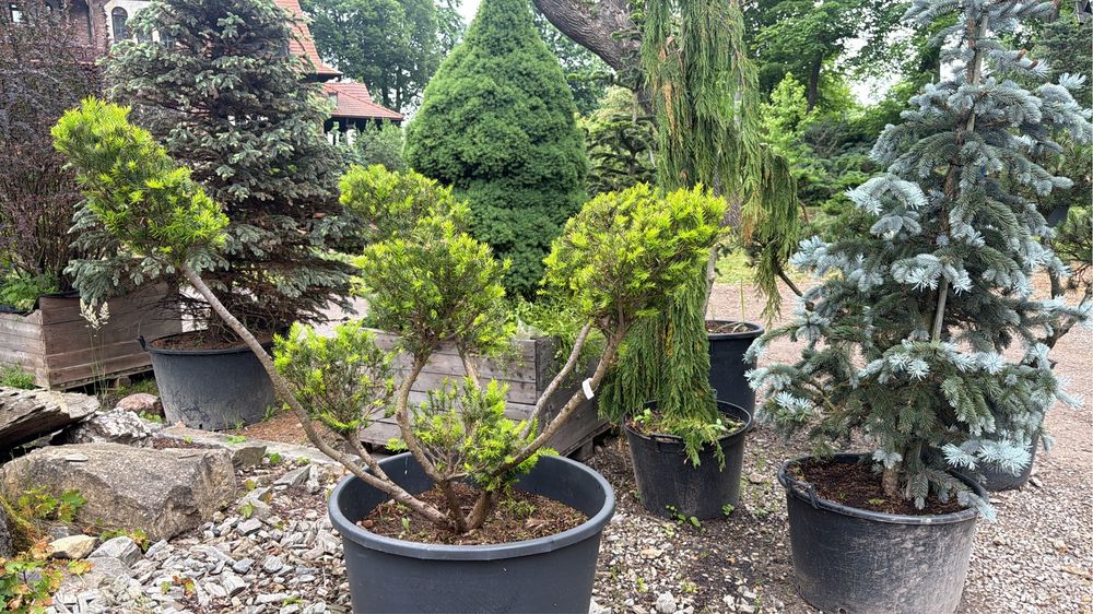 Krzewy formowane bonsai  Jałowiec Cis Cyprys Modrzew