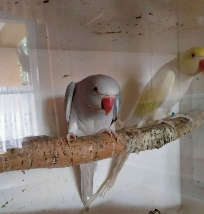 Aleksandretty obrożna - para