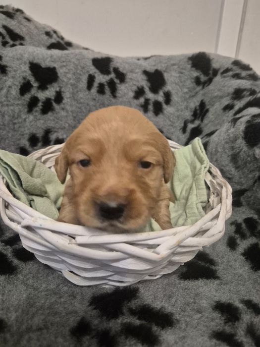 Golden Retriever złota suczka Jessie gotowa do odbioru po 20 lipca.