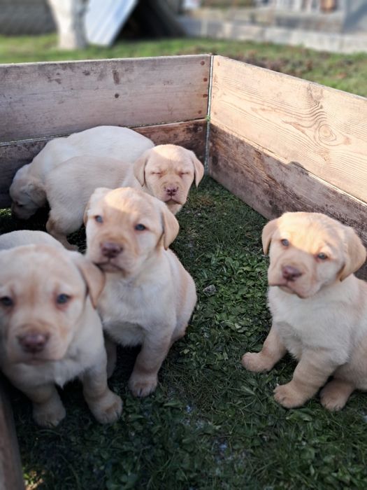 Labrador retriever