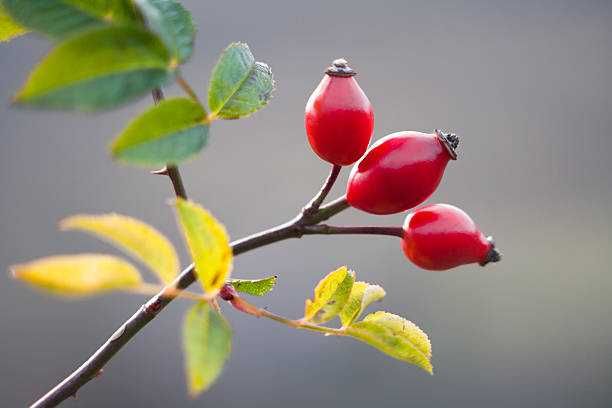 Róża CANINA 30 cm sadzonka 8 sztuk w pojemniku na skarpy na dżemy soki