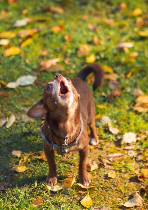 Вʼязка чихуахуа хлопчик 8 років шукає подругу