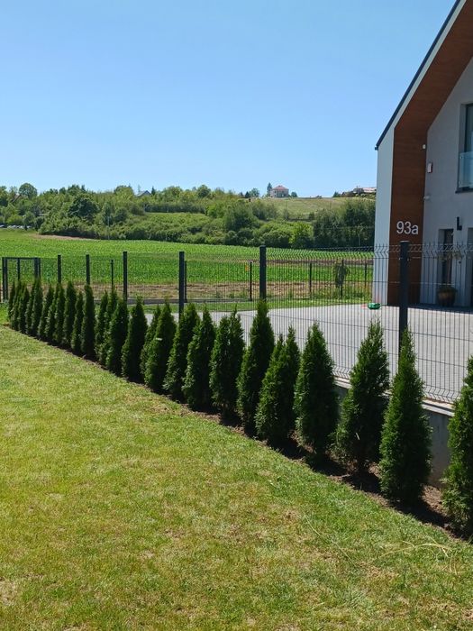 Tuja Szmaragd PREMIUM thuja sadzenie i dowóz do klienta