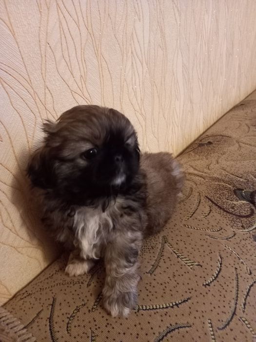 Красунчики  королівські   пекінеси. Тульчин