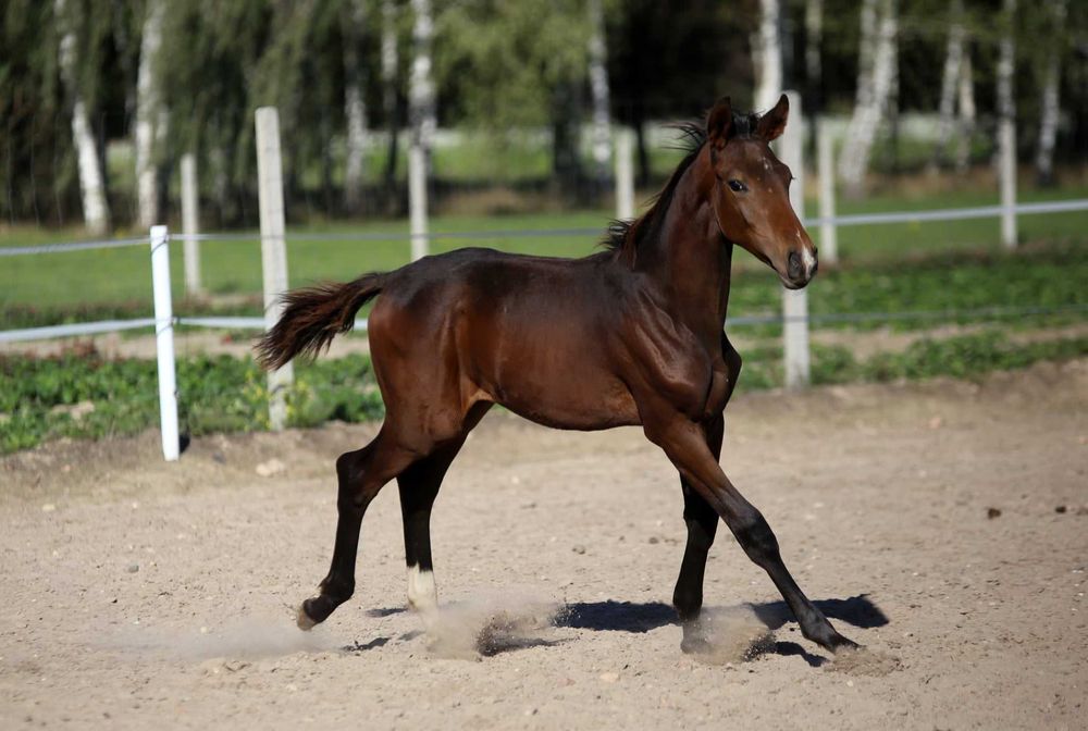 Oldenburg Duży ogierek ujezdzeniowy z wybitnym ruchem po face time ps