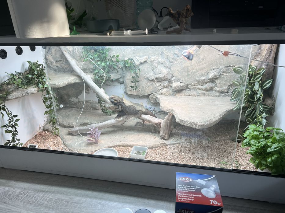 Agama Brodata z terrarium