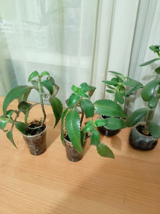 Каланхоє звичайне