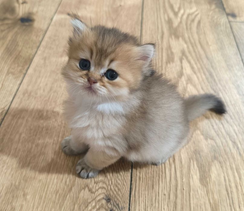 Kocur Szkocki  Prostouchy