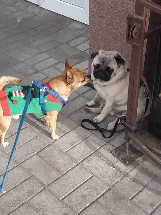 Чихуахуа шукає дівчинку