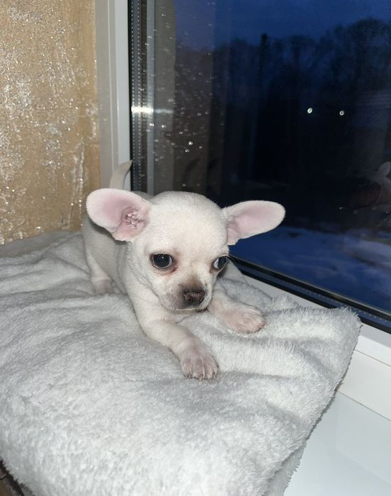 Міні дівчинка чіхуахуа