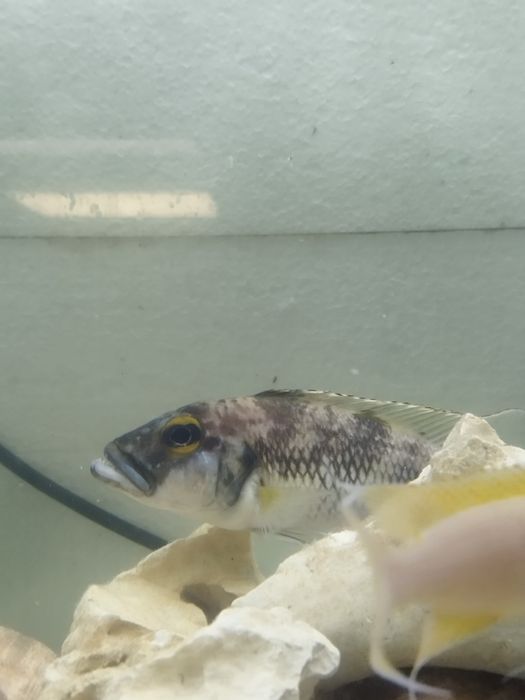 Lepidiolamprologus lemairi sibwesa f1