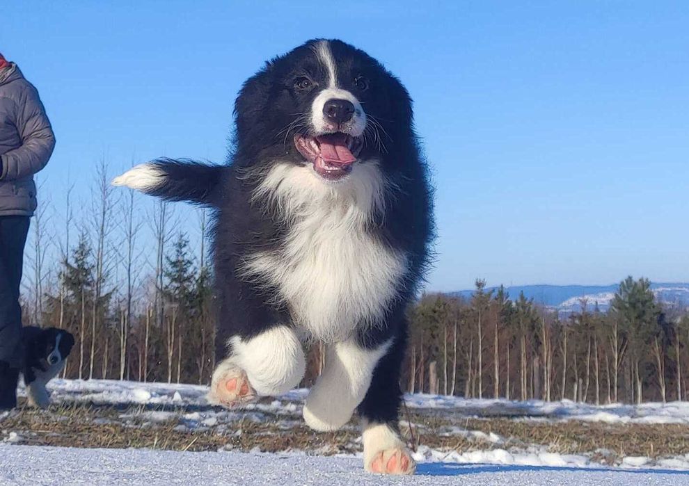 PIES BORDER COLLIE - pełna dok. przebadani rodz.