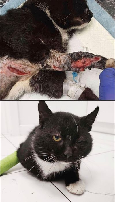 Mistrz relaksu Miecio szuka domu