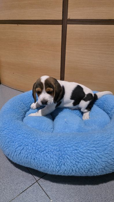 Beagle tricolor macho