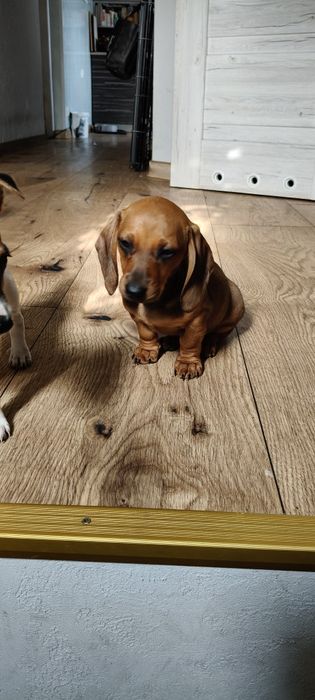 Jamnik miniaturowy krótkowłosy suczka ruda