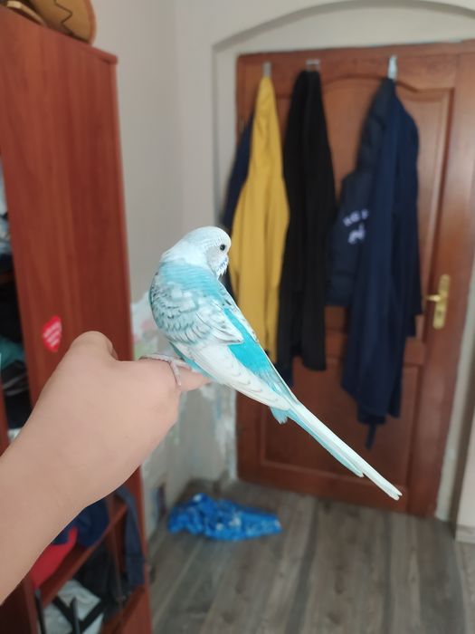 Papugi faliste oswojone