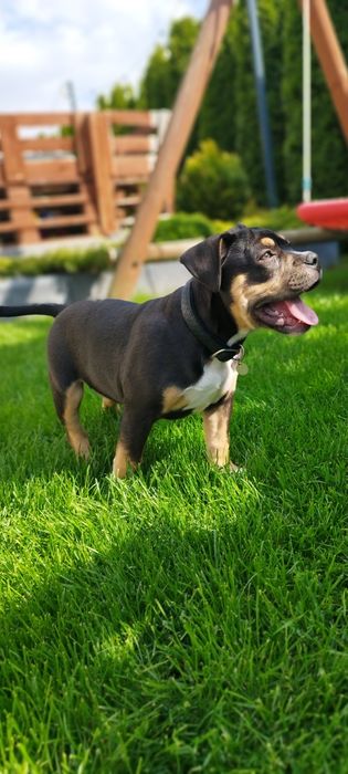 American Bully suczka