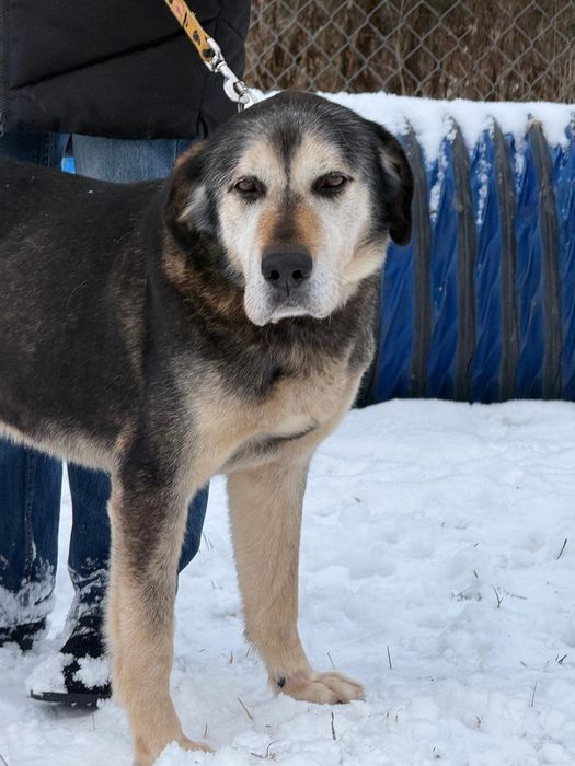 URATUJ BORYSA – duży, owczarkowaty pies o wielkim sercu czeka na dom!