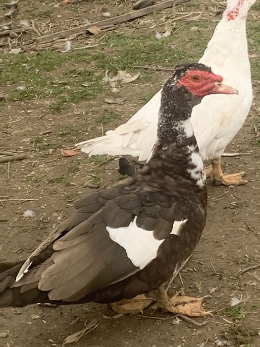 Індики,індокачки ваговики німецькі живі і є м‘ясо ( тушки)