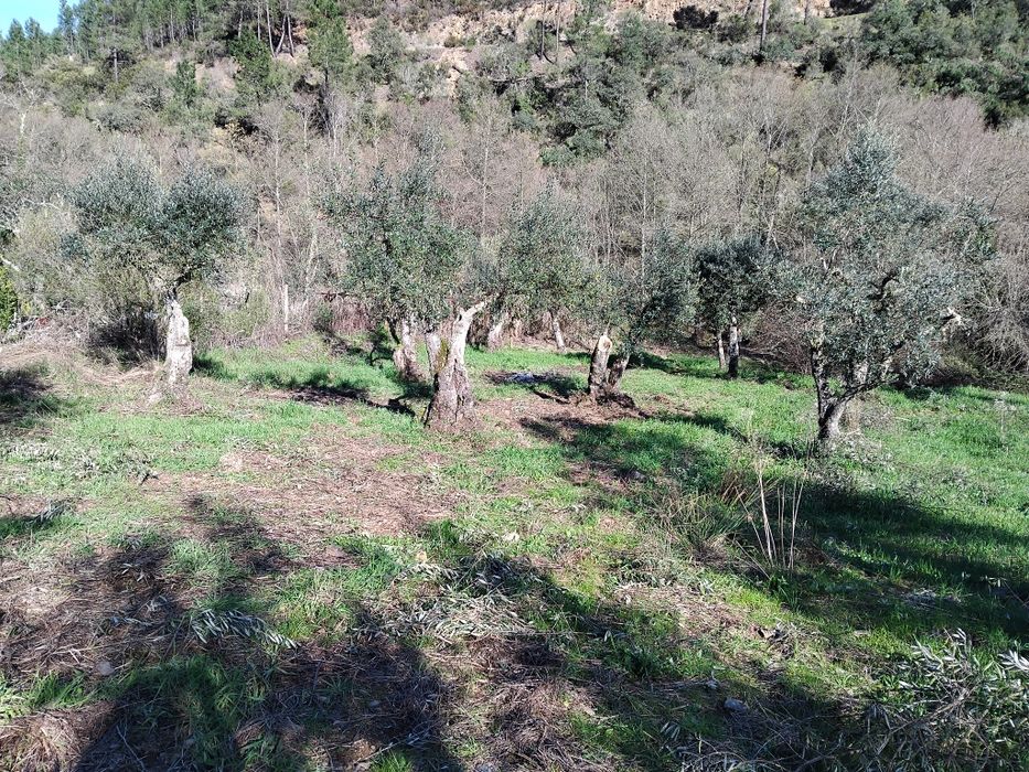 Terreno a beira da ribeira!