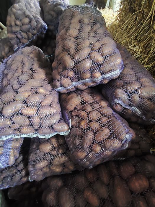 Картопля  цибуля  10-15