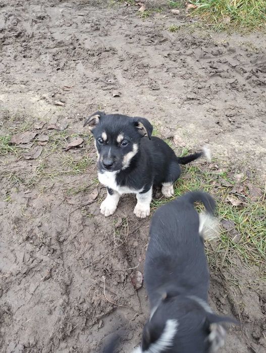 Oddam psinkę ZA DARMO