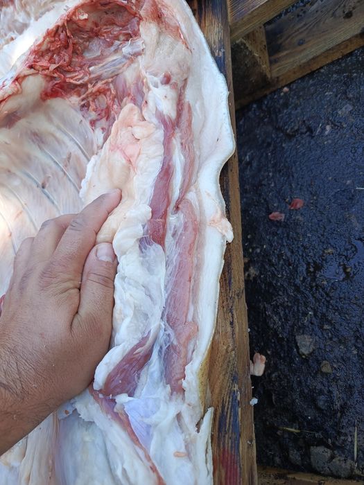 Продаю м'ясо свинини