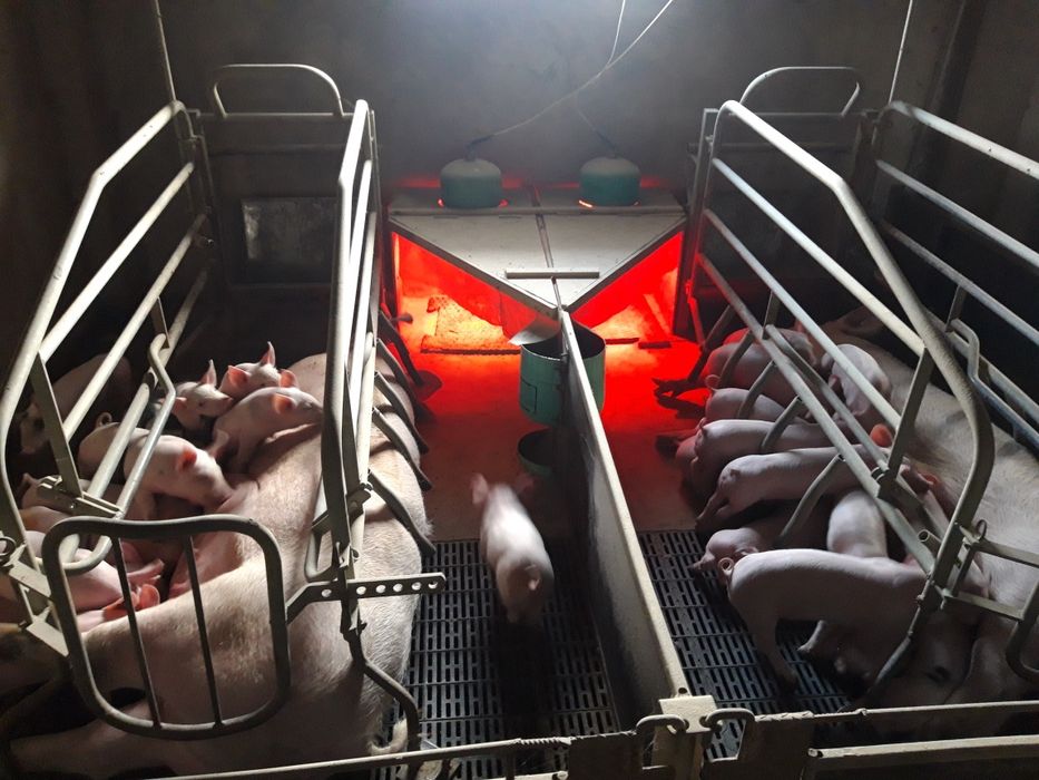 Продаємо  поросят,поросята ,малі поросята , малі кнурі на племя