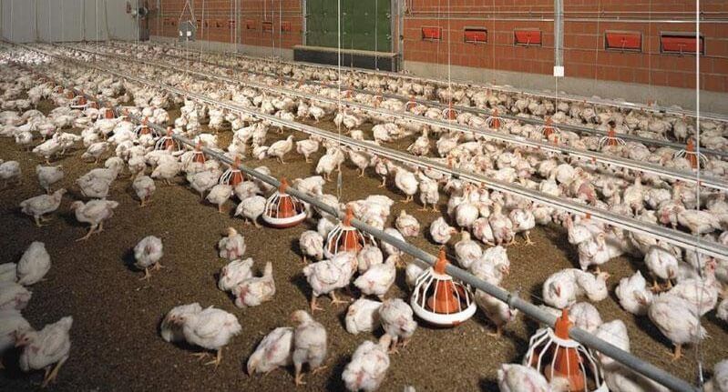 Продам ферму по вирощуванню курей