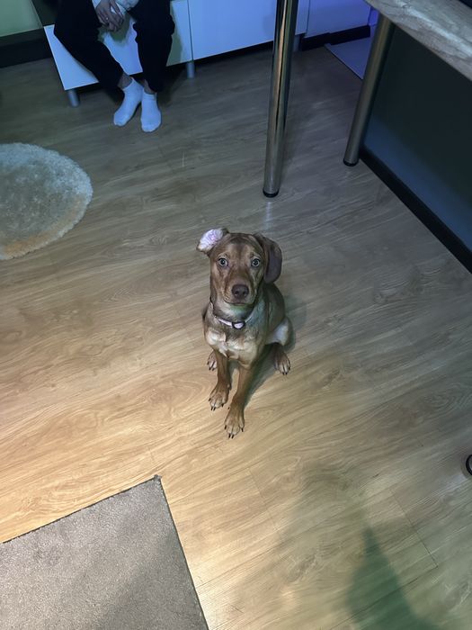 Oddam pieska w dobre rece