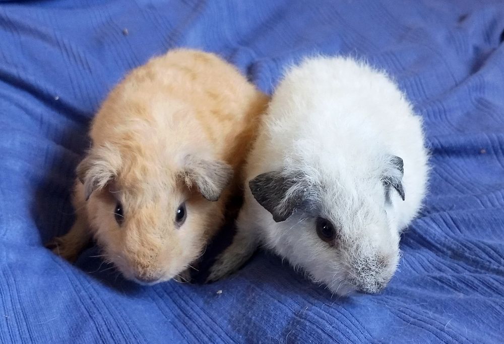 Морська свинка  Каліфорнія