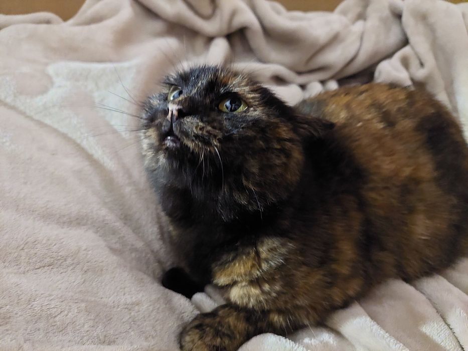 шотландська прямоуха