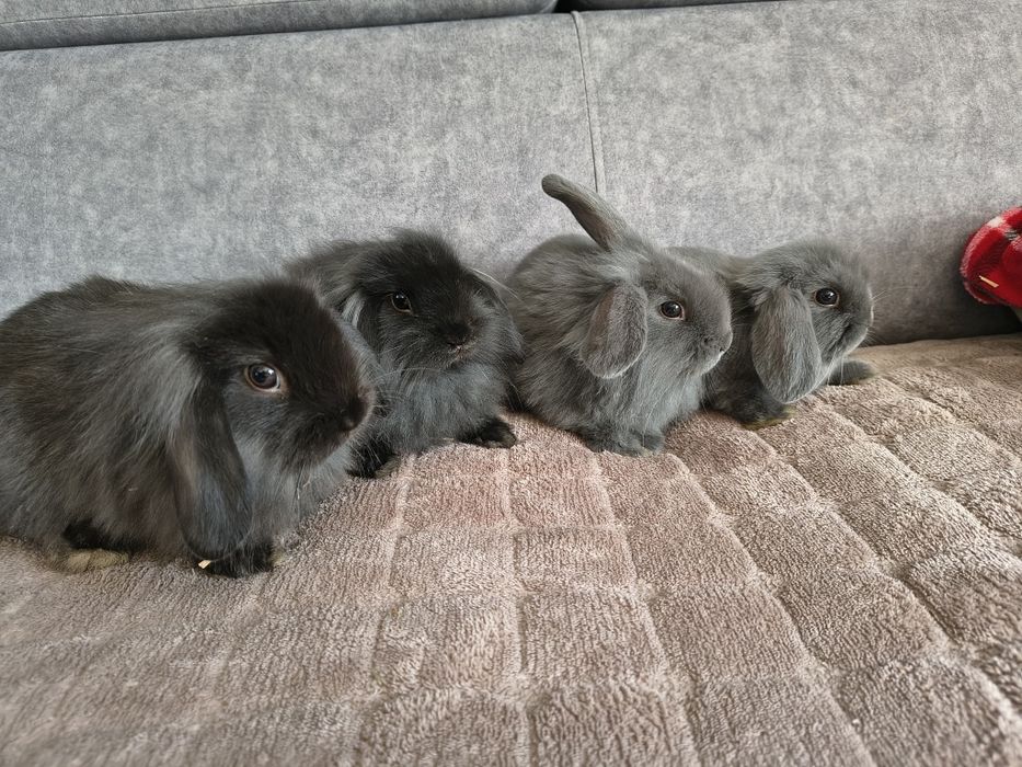 Króliczki miniaturki baranek/lop