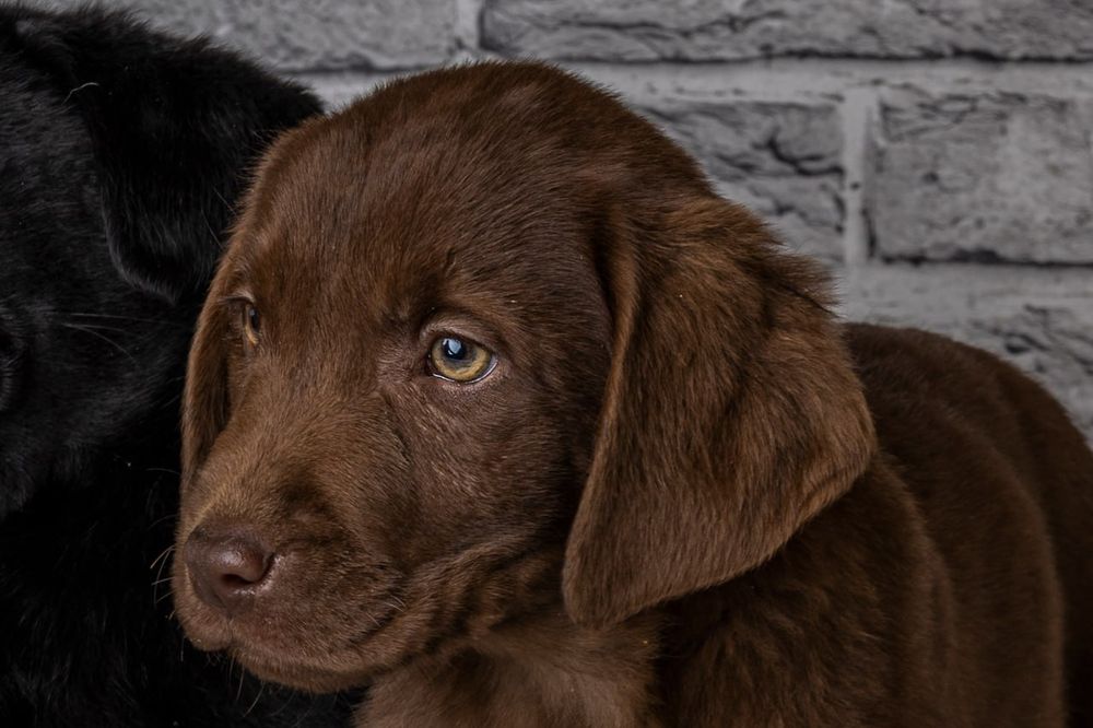 Дівчинка шоколадного лабрадора з документами
