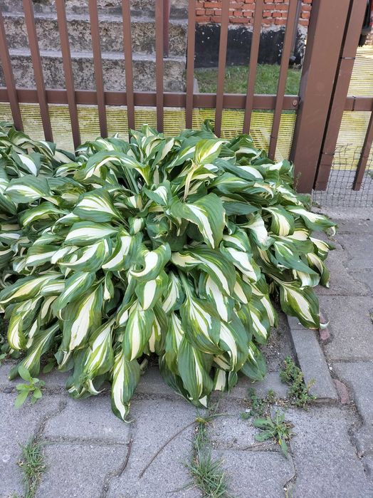 funkia (hosta) - kwiaty wieloletnie do ogrodu