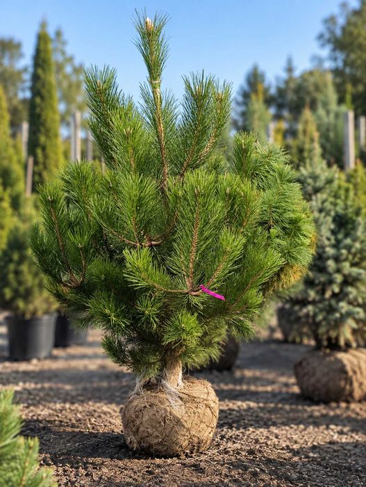 Австрійська сосна до 2м , доставка по Україні