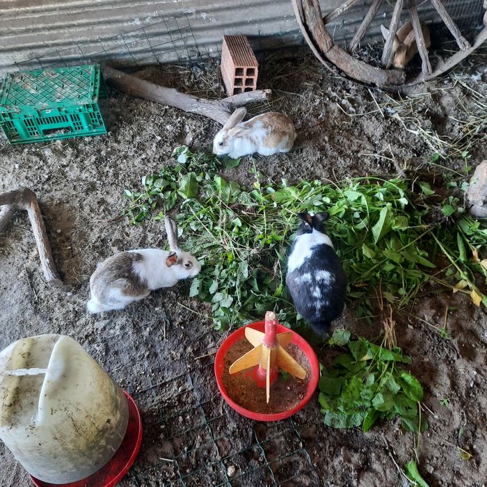 Galos caseiros, coelhos