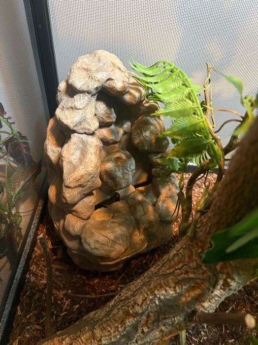 Terrarium dla kameleona