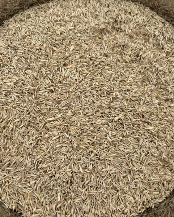 Mieszanka traw lucerna koniczyna gorzowska kupkowka festulolium trawa